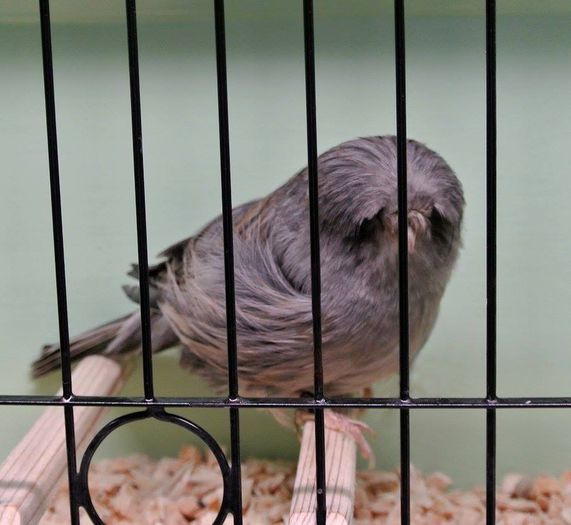 canar -rasa Crestbred