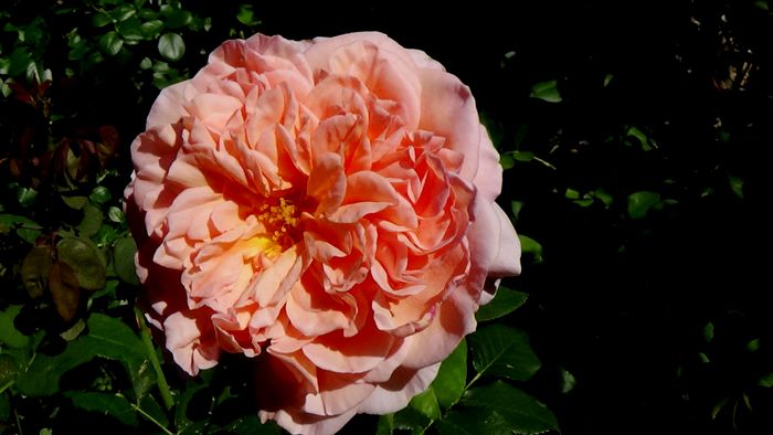 Abraham Darby