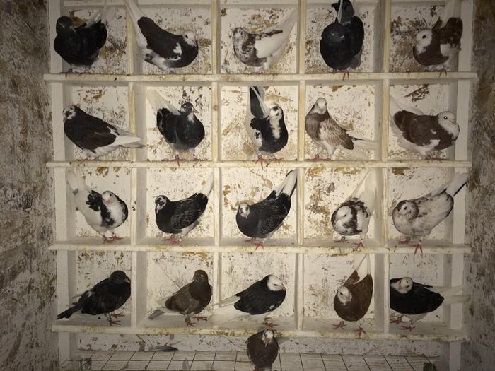 11844283_1470215393299836_14130812_n; kitul complet
