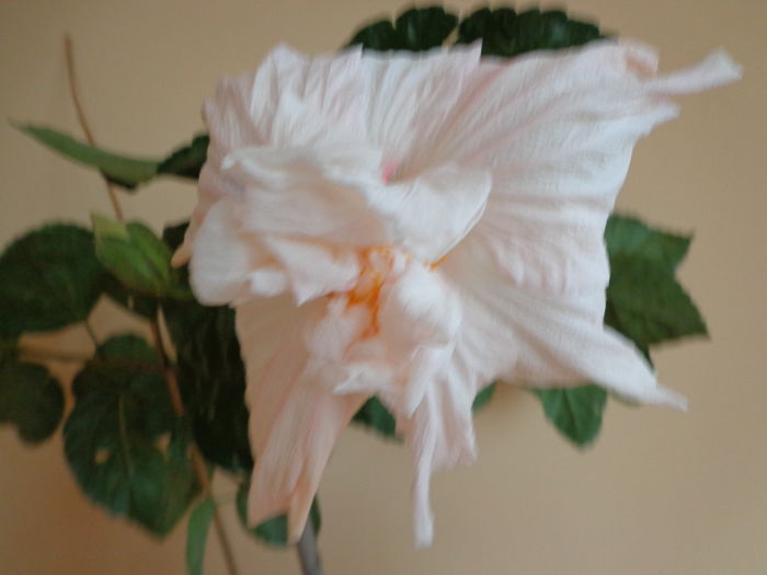 066 - HIBISCUS JERRY HOLST