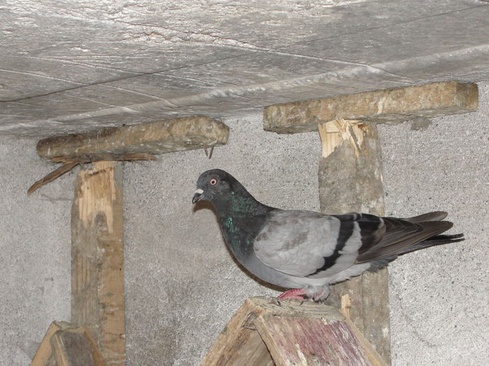 DSC06272 - porumbei care mi-au apartinut