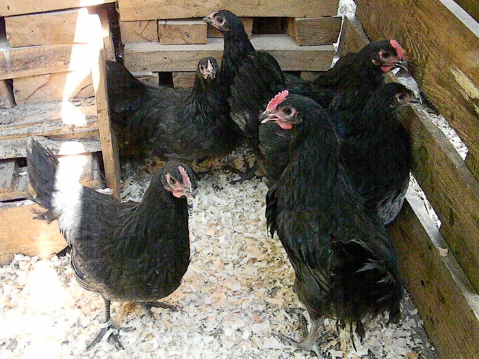 Australorp Negru - Australorp Negru