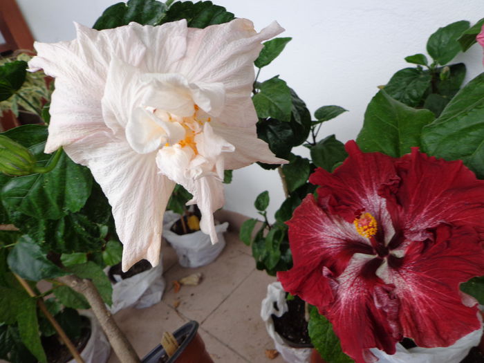 059 - A-HIBISCUS 2015-1