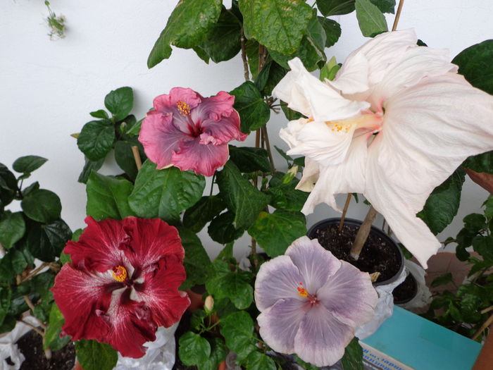 052 - A-HIBISCUS 2015-1