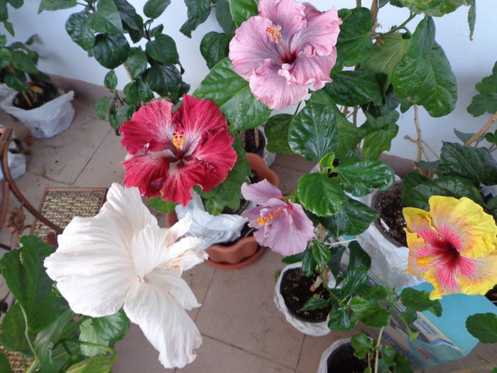 090 - A-HIBISCUS 2015-1