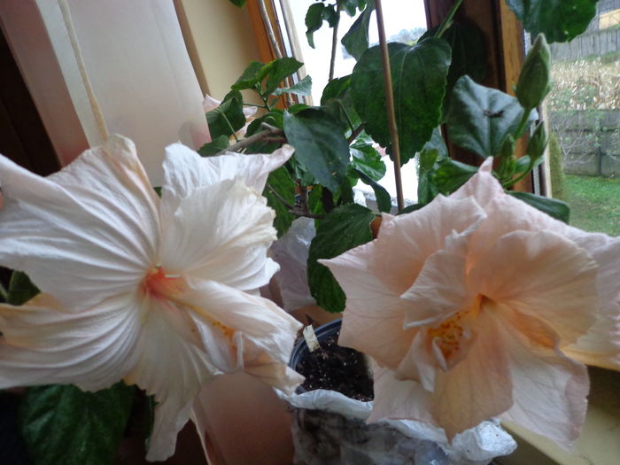 056 - A-HIBISCUS 2015-1