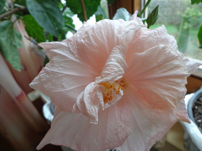 119 - A-HIBISCUS 2015-1