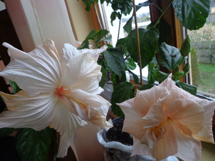 057 - A-HIBISCUS 2015-1
