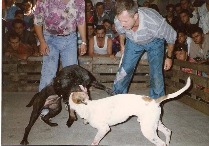 a match in Serbia from 2001 - Atila kennels with GR CH Dendy - THE GAME TEST