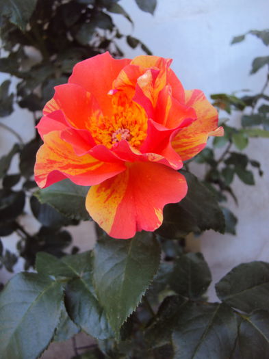 DSC02400 - Sorbet Fruite