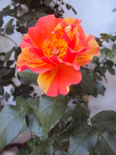 DSC02401 - Sorbet Fruite