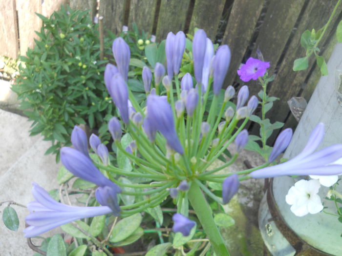 DSCN8293 - A43 VARA 2015