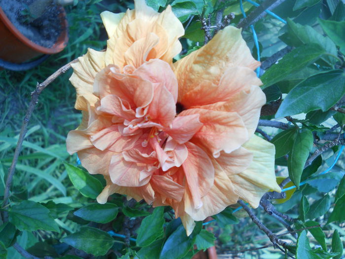 DSCN8297 - A43 VARA 2015