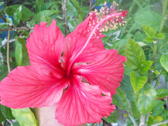 DSCN8298 - A43 VARA 2015
