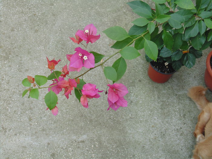 DSC08420