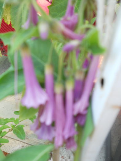 DSCN8302