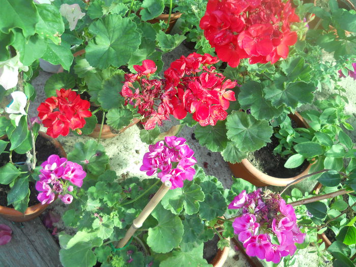 DSCN8313 - A43 VARA 2015