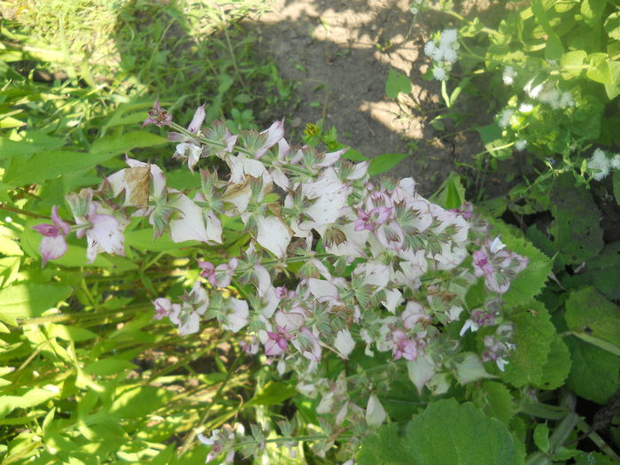DSCN8328 - A43 VARA 2015