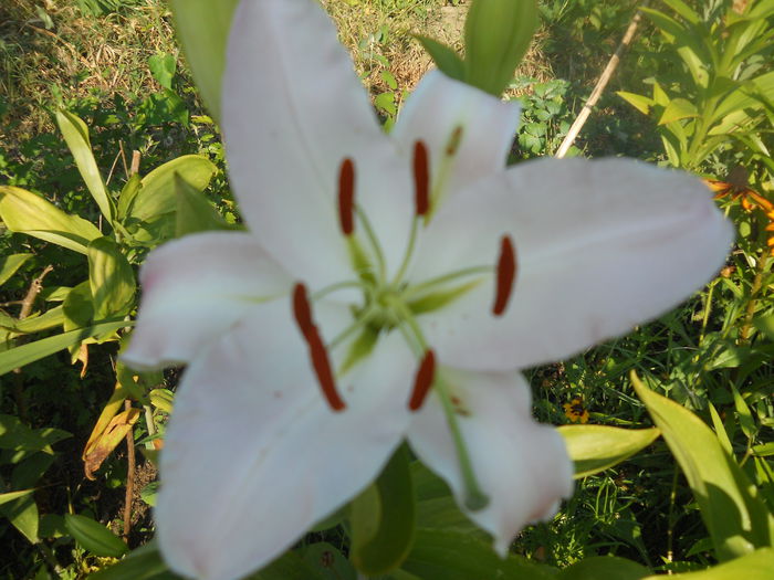 DSCN8336 - A43 VARA 2015