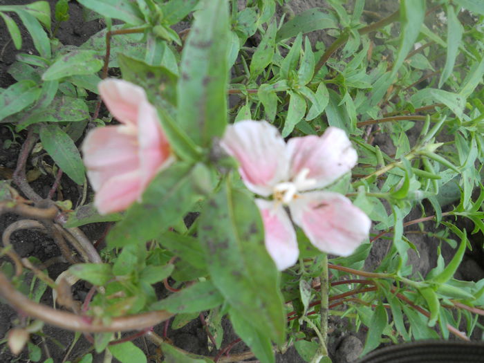 DSCN8340 - A43 VARA 2015