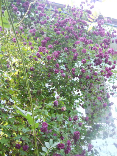 DSCN8356 - A43 VARA 2015