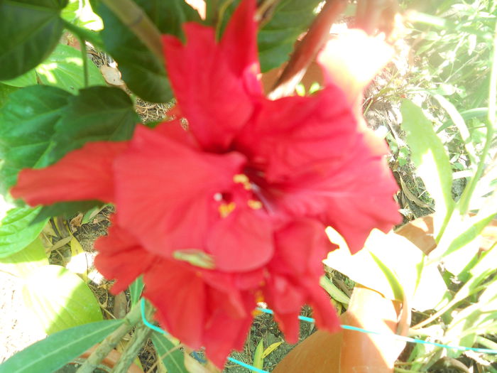 DSCN8366 - A43 VARA 2015