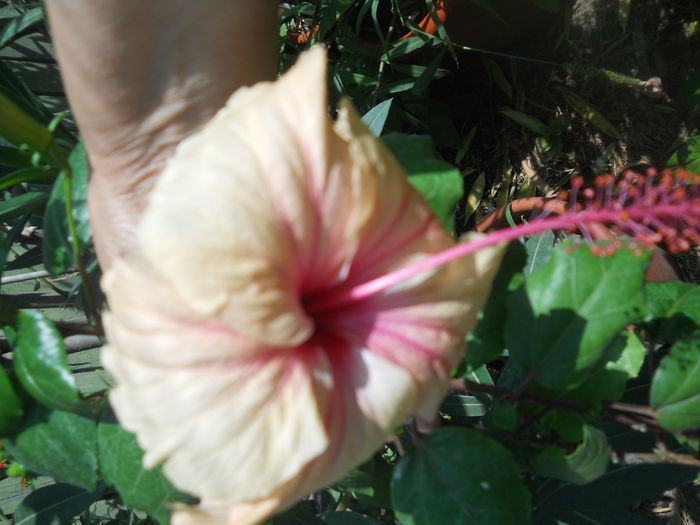 DSCN8369 - A43 VARA 2015