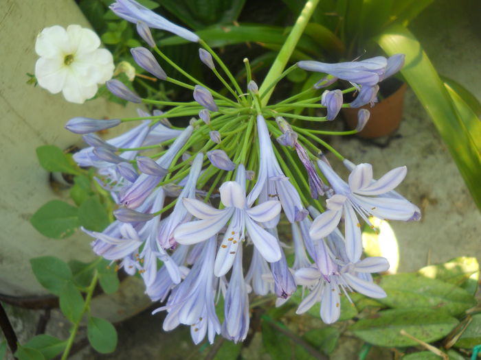 DSCN8379
