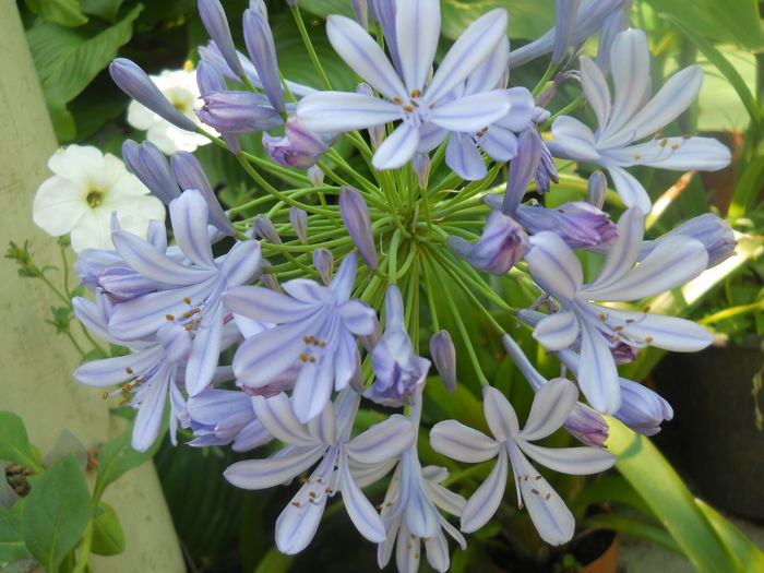 DSCN8380 - A43 VARA 2015