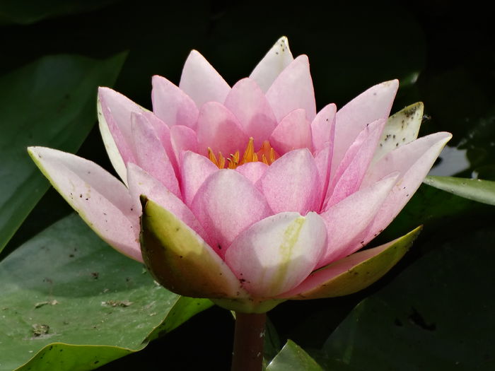 DSC03117 - Valcani-TM