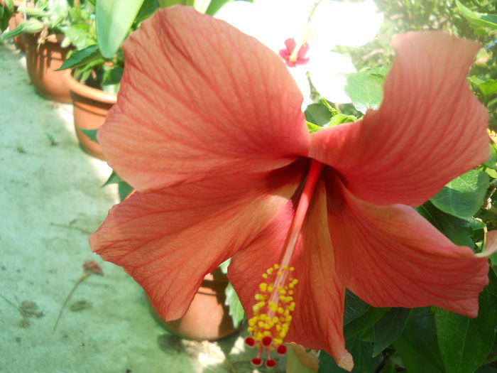 DSCN8389 - A43 VARA 2015