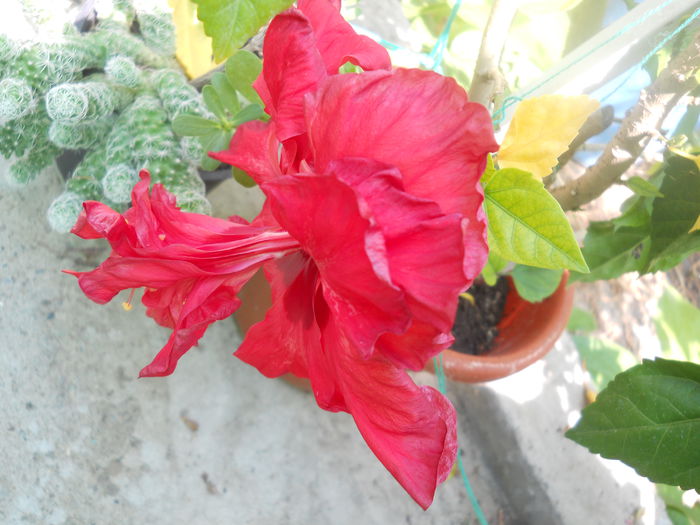 DSCN8391 - A43 VARA 2015