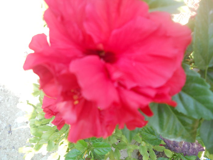 DSCN8392 - A43 VARA 2015