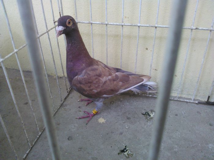 Hung 13 - Voiajori straini-11 vanduti