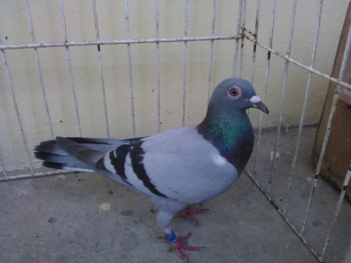 Hung 12 - Voiajori straini-11 vanduti