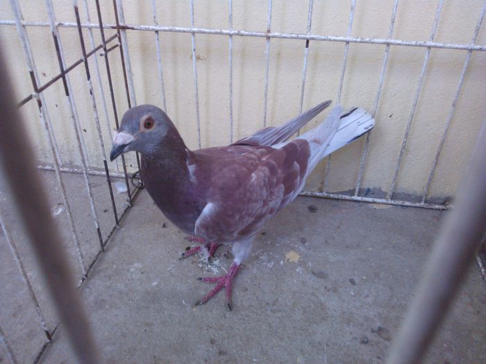 Hung Olimpia 10 - Voiajori straini-11 vanduti