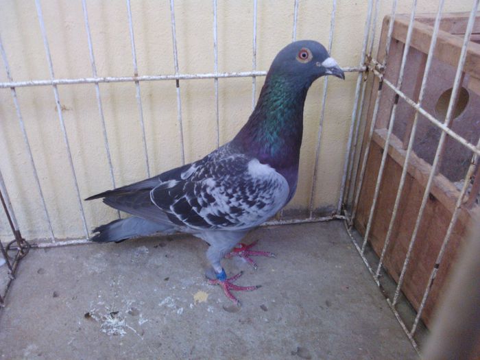 Hung DERBY 12 - Voiajori straini-11 vanduti