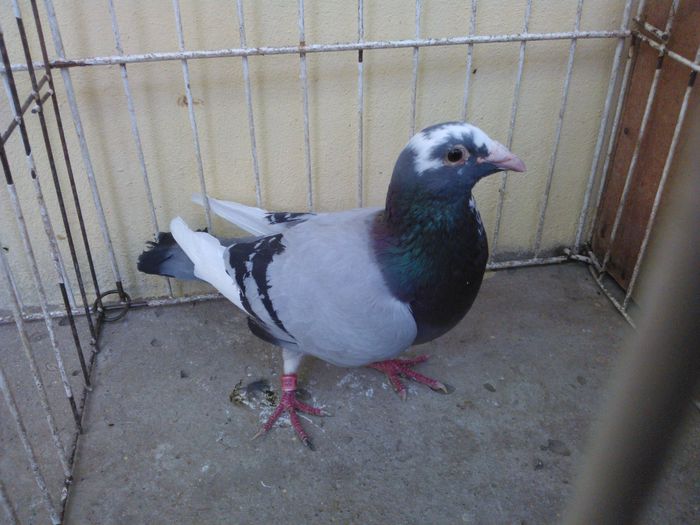 Hung DERBY 13 - Voiajori straini-11 vanduti