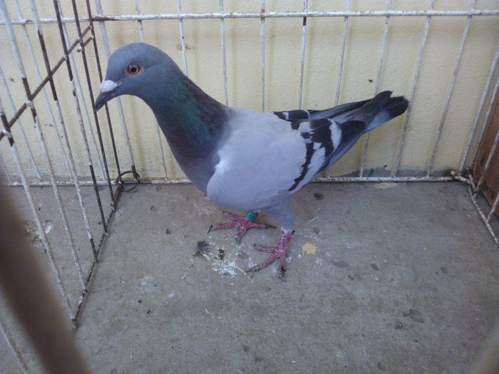 DV 13 - Voiajori straini-11 vanduti