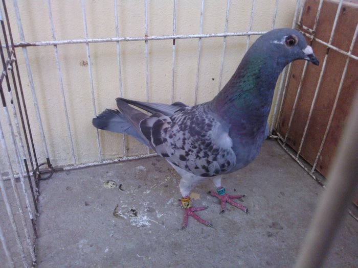 PL 14 - Voiajori straini-11 vanduti