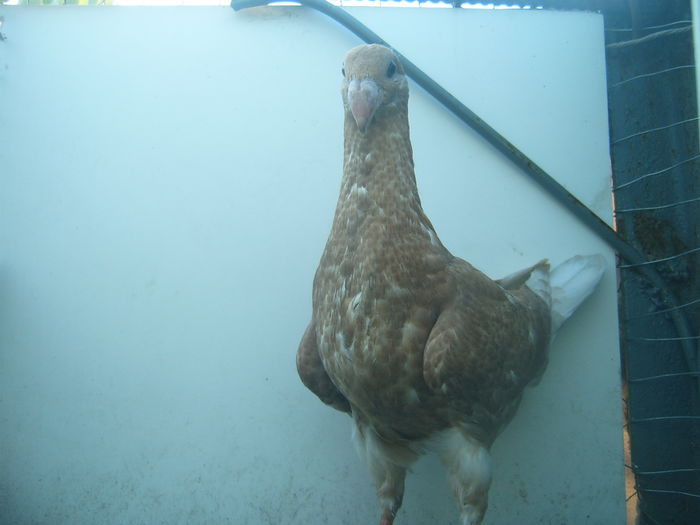 nr. 27 - PUI - VOIAJORI GERMANI - 2015