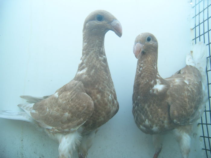 frati de cuib nr 27  = 28