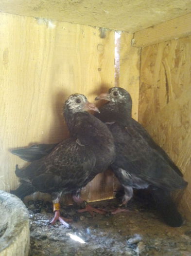 pui din perechia de hung derbi