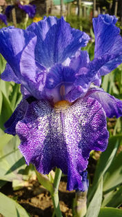 Purple Pepper - Iris 3