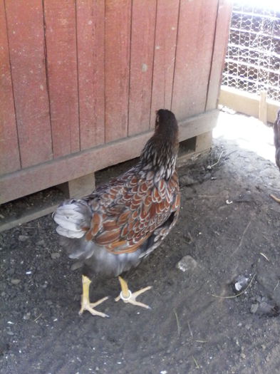 IMG_20150809_150748 - PUI-TINERET 2015