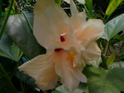 necunoscut-prima înflorire - Hibiscusi 1