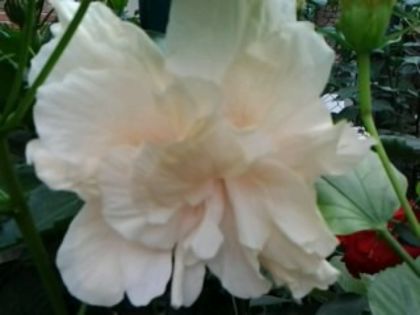 acelaşi -cîteva ore mai tîrziu; Se aseamănă cu alb dublu la formă ,dar culoarea este crem pal
