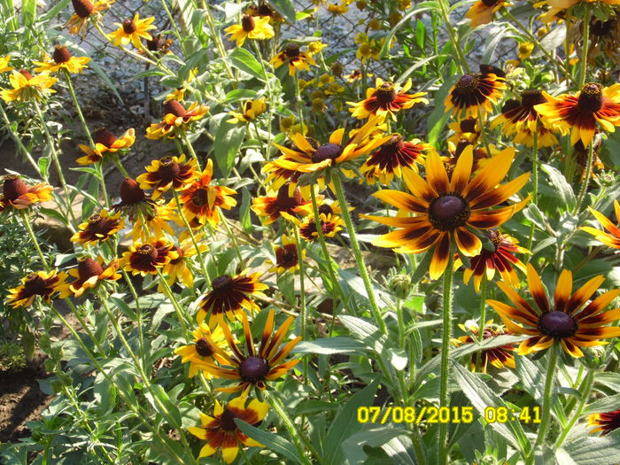 RUDBEKIA - AUGUST 2O15