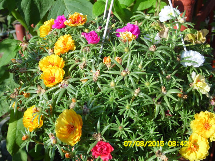 PORTULACA