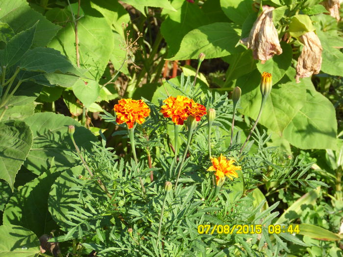 TAGETES - AUGUST 2O15